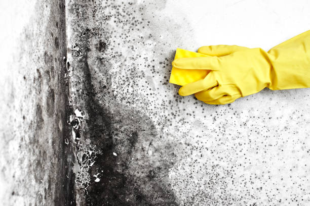 Why You Should Choose Our Mold Remediation Services in Beesleys Point, NJ